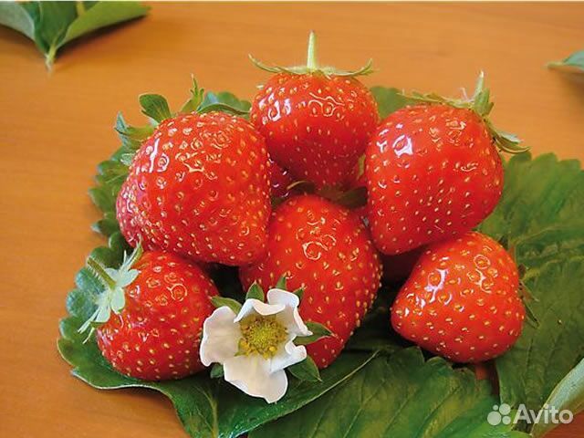 Саженцы клубники нсд(нейтрального светового дня)