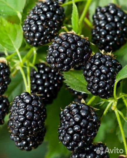 Ежевика ремонтантная