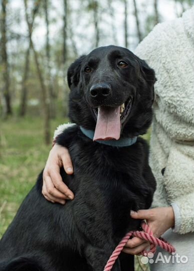 Веселый Бим из приюта ищет дом