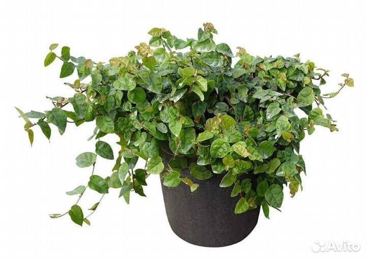 Фикус Пумила крохотный карликовый