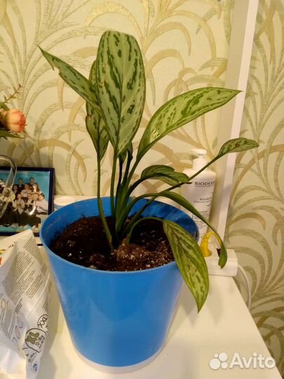 Диффенбахия