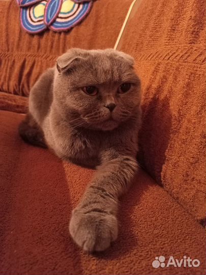 Отдам в добрые руки шотландскую вислоухою кошку