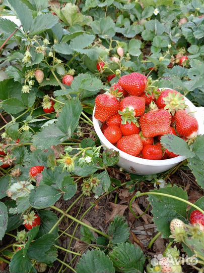 Саженцы клубники
