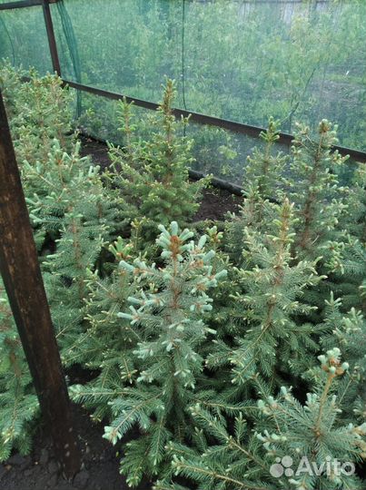 Ель голубая