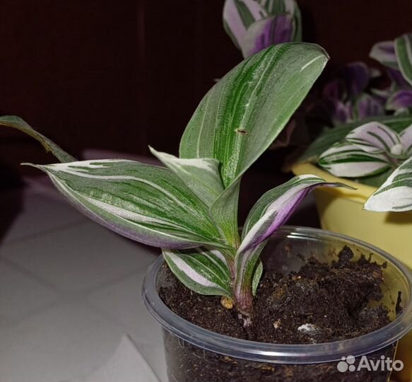 Традесканция