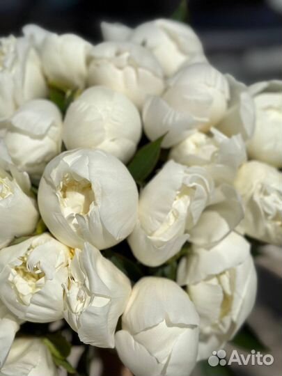 Живые цветы букеты пионы