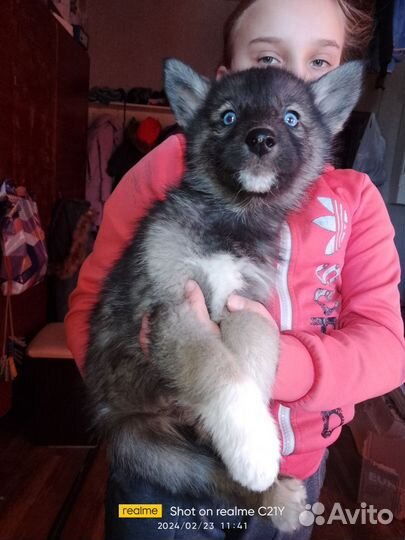 Щенки сибирской хаски