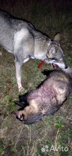 Вязка зсл, кобель