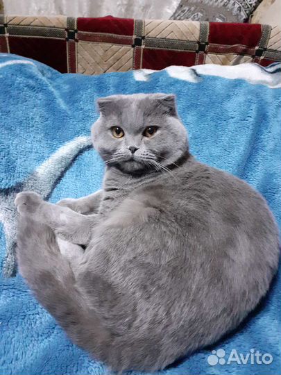 Британский кот на вязку