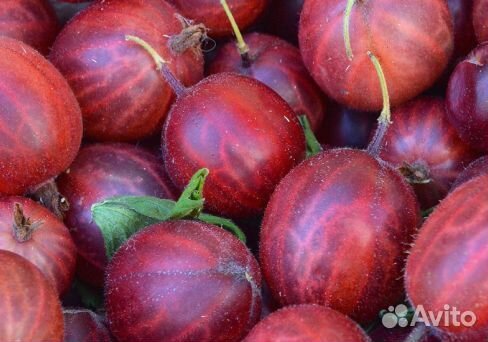 Крыжовник ягоды