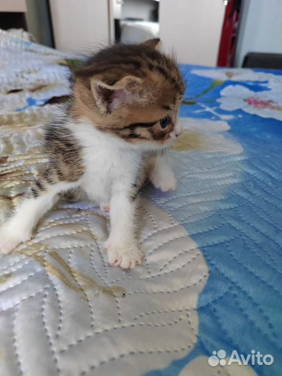 Котик в дар