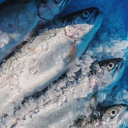 Форель свежемороженая (опт/доставка)