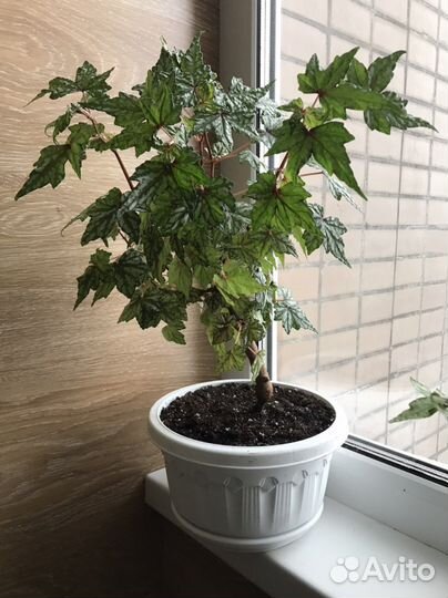 Бегония каудексная