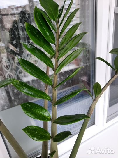 Замиокулькас