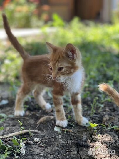 Котята в добрые руки даром