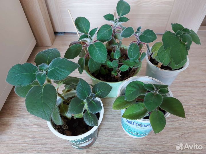 Колерия сортовая, красная, бордовая