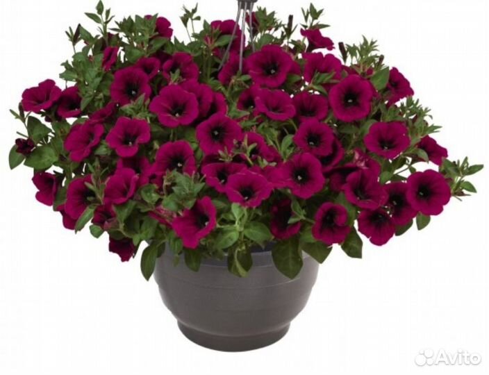 Вегетативная петуния