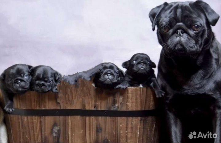 Щенки мопса черные