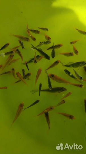 Живая рыба карп кои