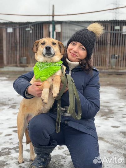 Собака в добрые руки