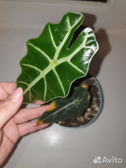 Алоказия полли