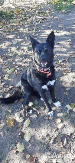 Собака в добрые руки бесплатно ищет дом