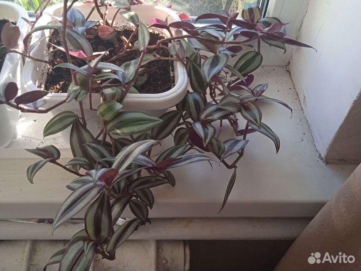 Традесканция зебрина