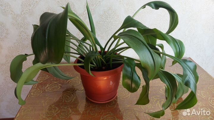 Эухарис амазонская лилия