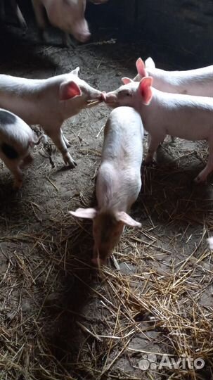 Поросенок ландрас