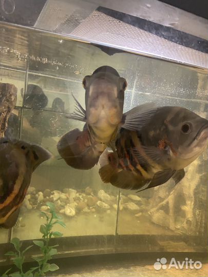 Астронотус