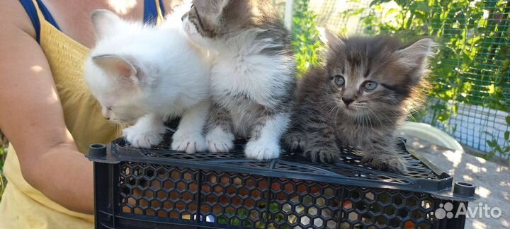 Кошка в дар бесплатно