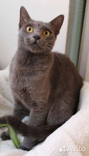 Бася в добрые руки