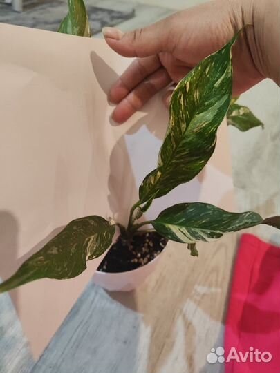 Спатифиллум gemini