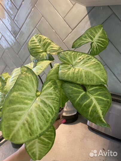 Сингониумы сортовые