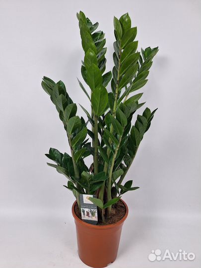 Замиокулькас