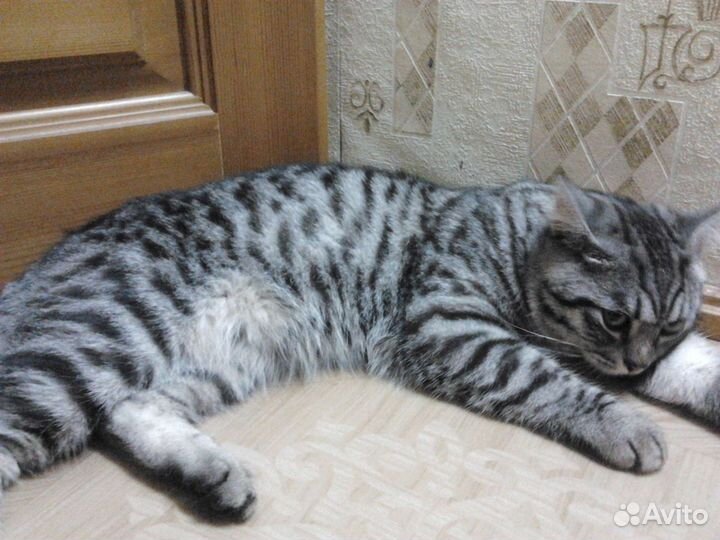 Отдам в добрые руки котят (мать британка)