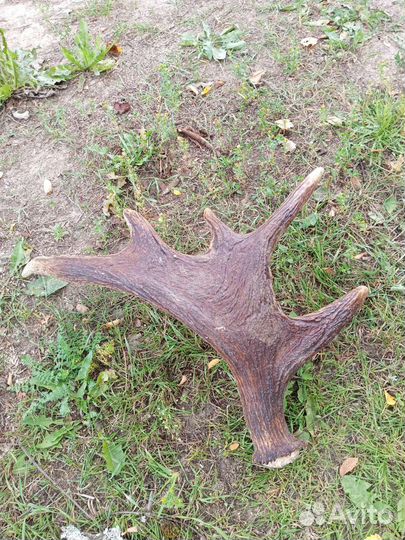 Продам рога лося