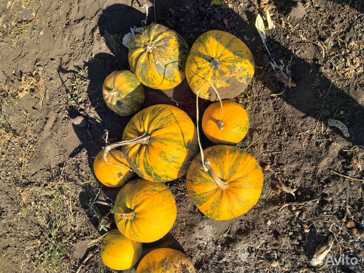 Тыква голосемянная