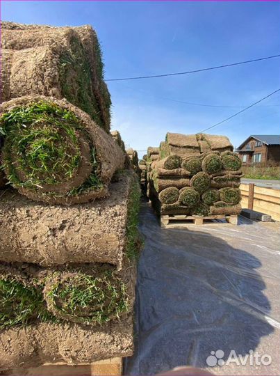 Рулонный газон 