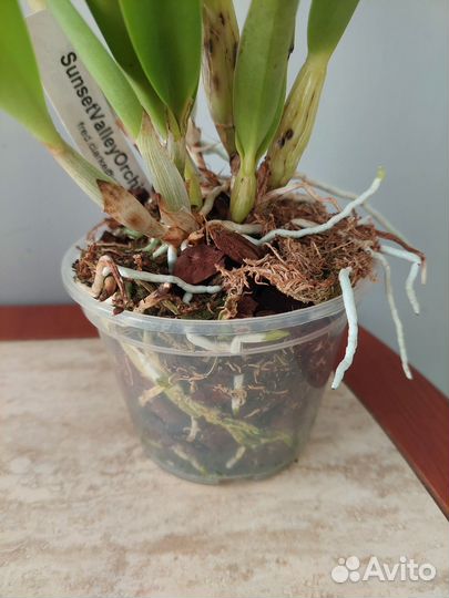 Орхидея Каттлея (Cattleya) цветет