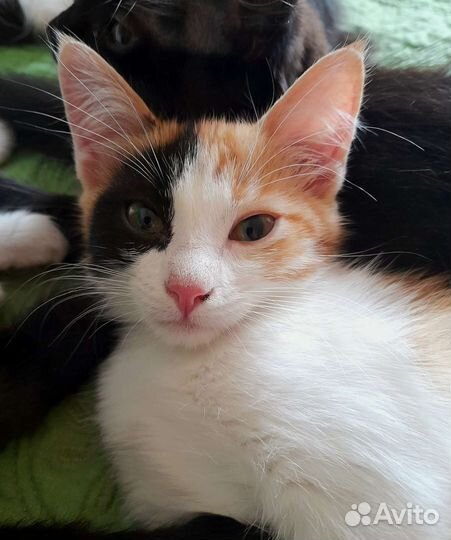 Солнечная девочка 2 мес. Котенок. Три цвета