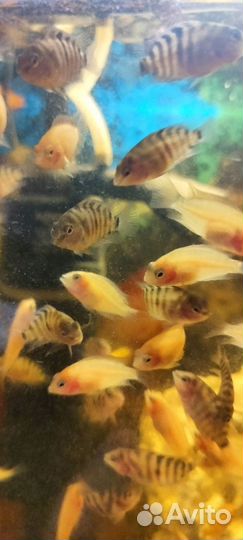 Цихлозома чернополосая, фламинго