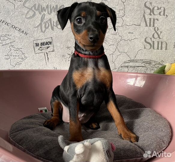 Цвергпинчер