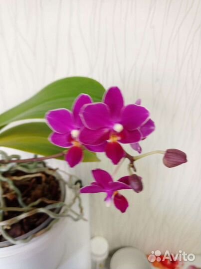 Орхидея фаленопсис