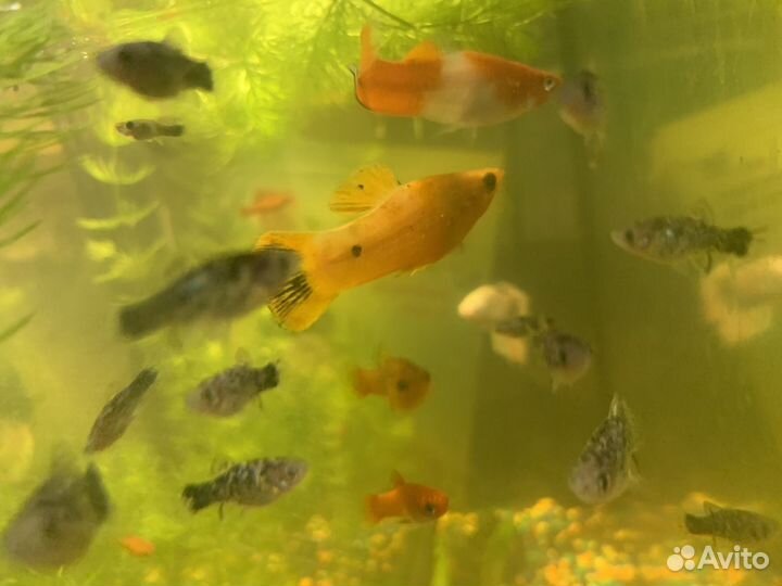 Продам рыбок