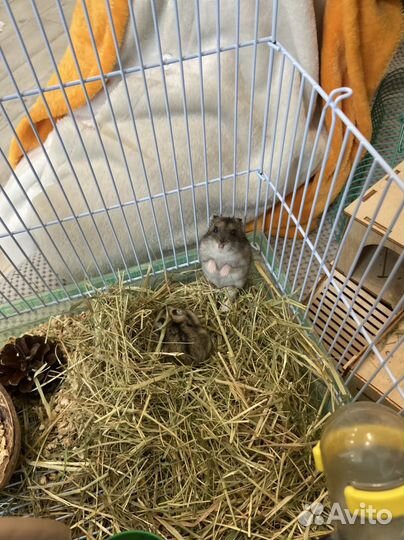 Джунгарские хомячки