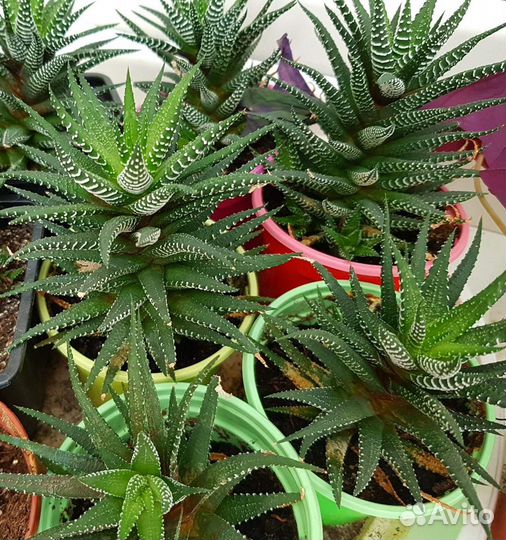 Хавортия Кактус Суккулент Комнатные цветы