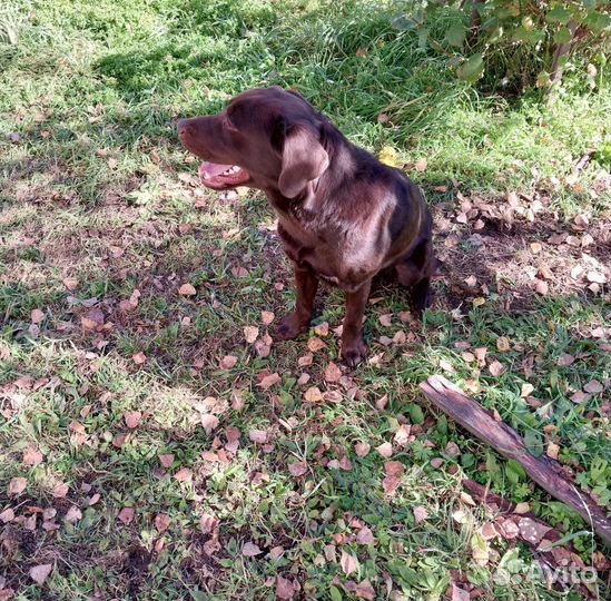 Кобель лабрадора вязка