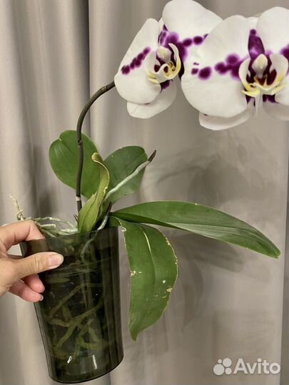 Орхидея фаленопсис