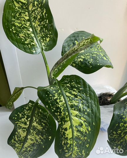 Диффенбахия